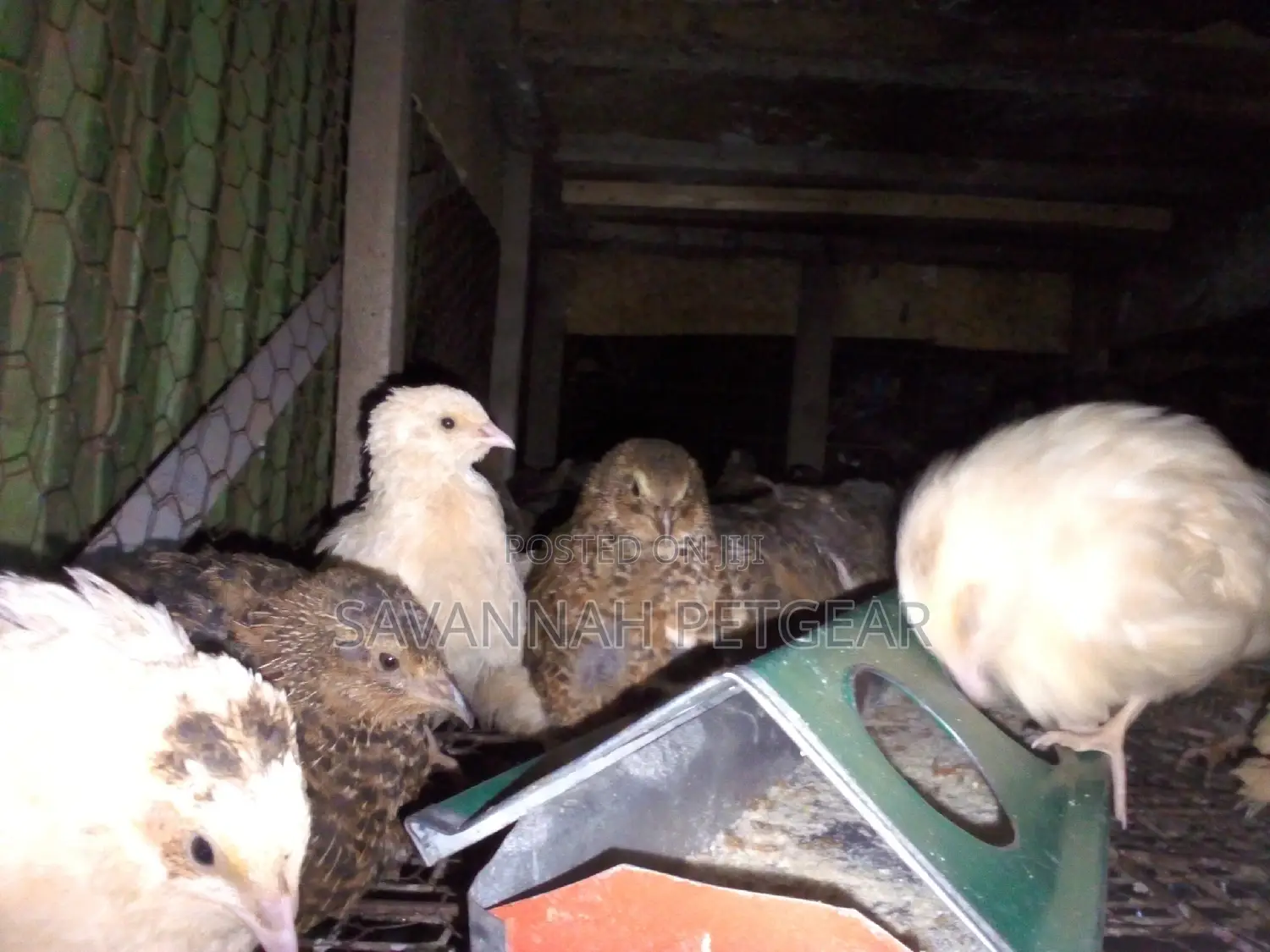 Mature Quails for Breeding Point of Lay Quails
