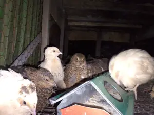 Mature Quails for Breeding Point of Lay Quails