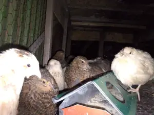 Mature Quails for Breeding Point of Lay Quails