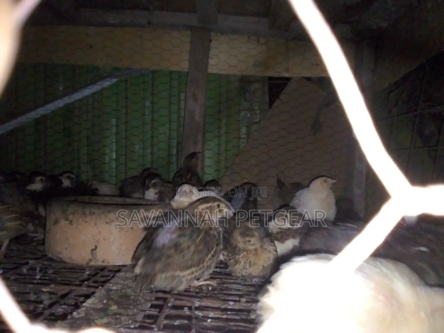 Mature Quails for Breeding Point of Lay Quails
