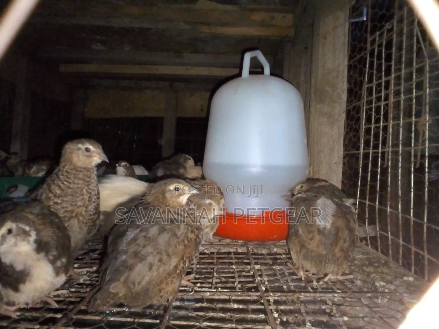 Mature Quails for Breeding Point of Lay Quails
