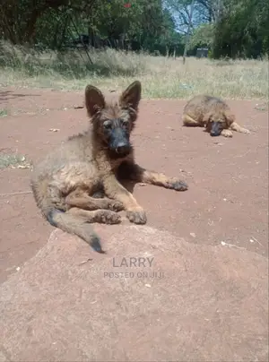 1-3 Months Female Purebred German Shepherd