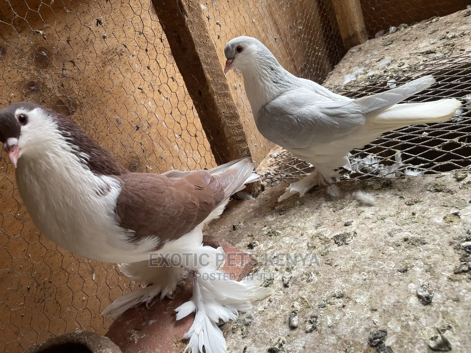 Lahore Pigeons Top Quality