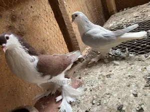 Lahore Pigeons Top Quality