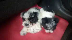 1-3 Months Male Purebred Maltese