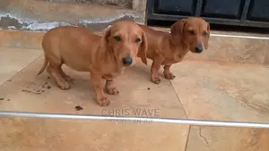 1-3 Months Male Purebred Dachshund