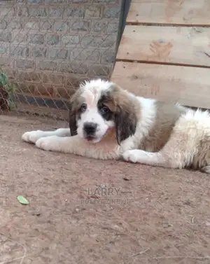 1-3 Months Female Purebred Saint Bernard