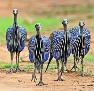 Vulturine Guinea Fowl Pair