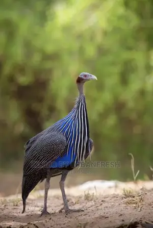 Vulturine Guinea Fowl Pair