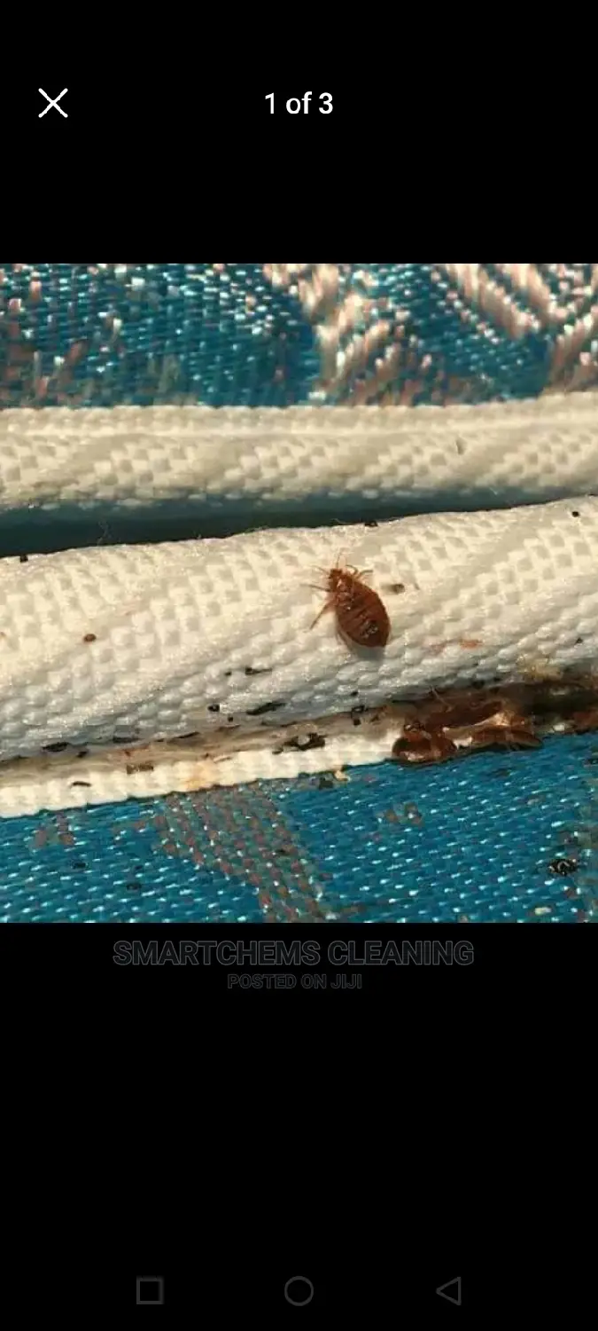 Bedbugs Killer