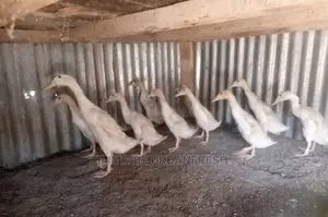 Indian Runner Ducklings Pair