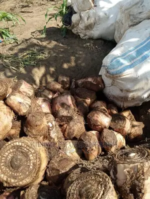 Congo 11 Plantin Suckers MOQ 20
