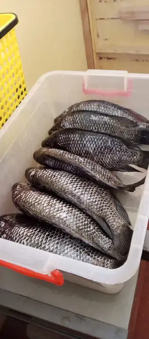 Fresh Fish
