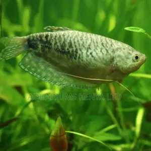 Female Gouramis, Blue Aquarium Fish