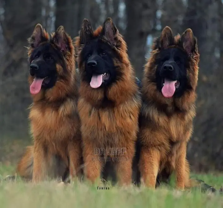 Veterinary Services And Dog Care