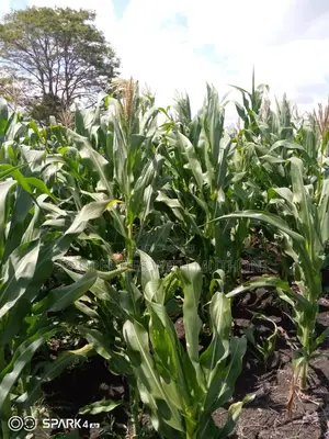 14 Acres for Sale in Kianjogu, Kirinyaga County