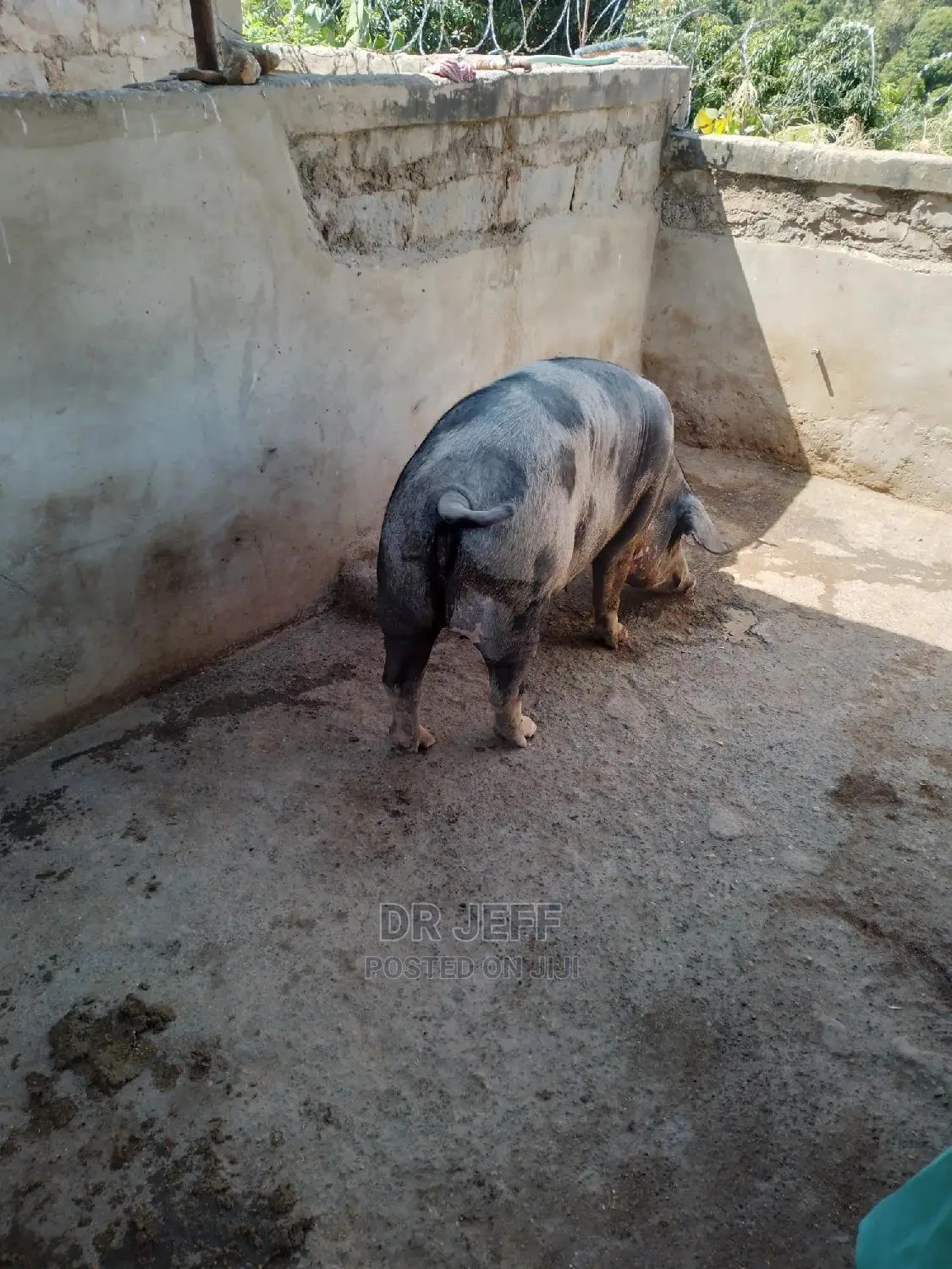 Veterinary Services And Dog Care