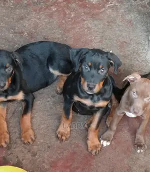 1-3 Months Female Purebred Rottweiler