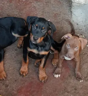 1-3 Months Male Purebred Rottweiler