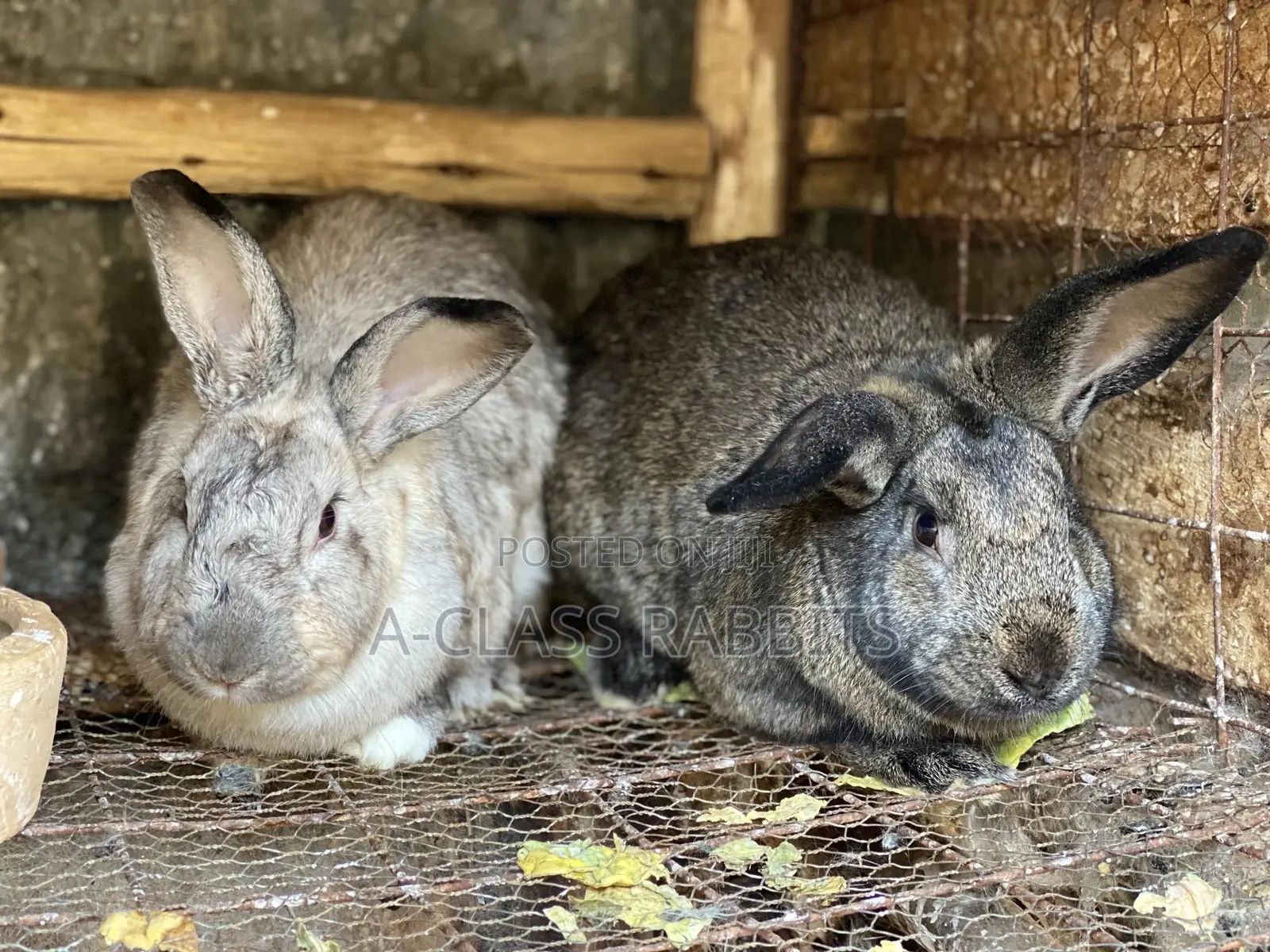Rabbit Breeders