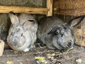 Rabbit Breeders