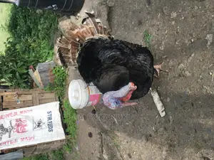 Very Big Male Turkey