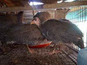 Mature and Laying Dotty Guinea Fowls for Sale - Pairs