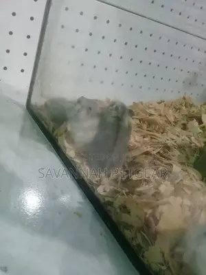 Russian Dwarf Hamster - Males