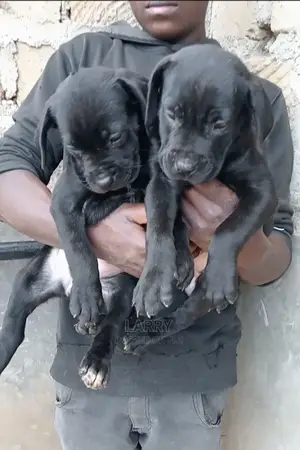 1-3 Months Female Purebred Boerboel