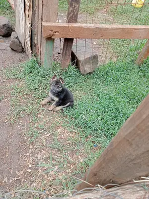 1-3 Months Female Purebred German Shepherd