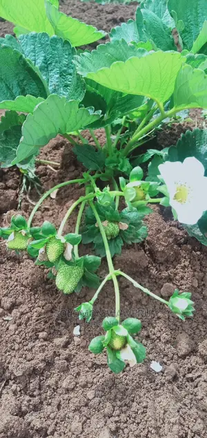 Strawberries Seedlings And Fruits