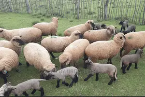 Hampshire Sheep Breeding Bucks Only. 4 - 12 Months.