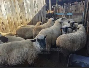 Hampshire Sheep Breeding Bucks Only. 4 - 12 Months.