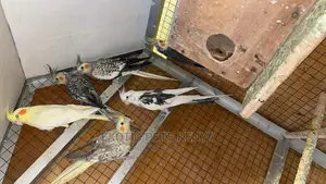 Cockatiels