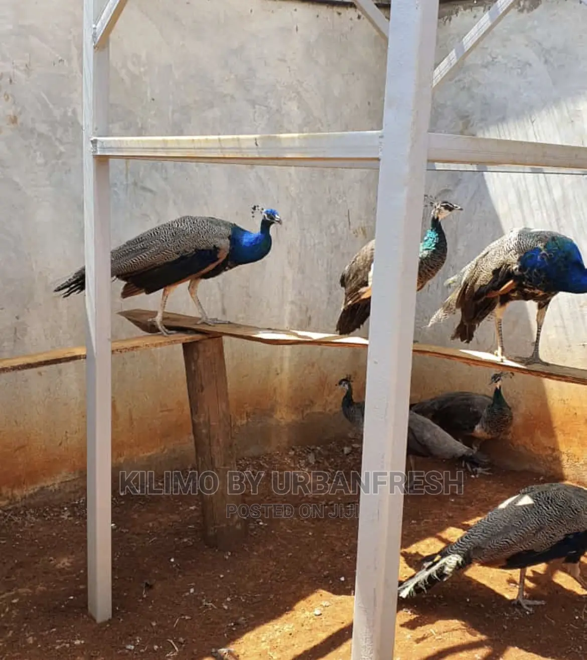 Peacocks Available