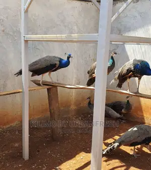 Peacocks Available