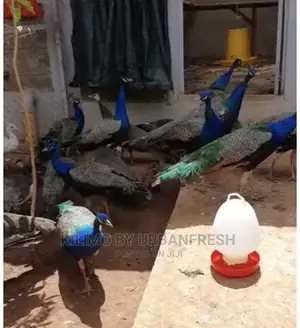 Peacocks Available