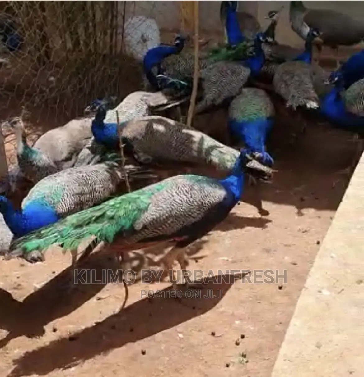 Peacocks Available