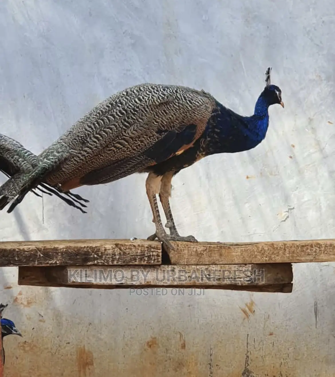Peacocks Available