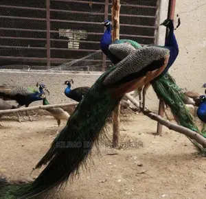 Peacocks Available