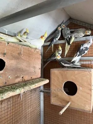 Cockatiels Mixed Colours