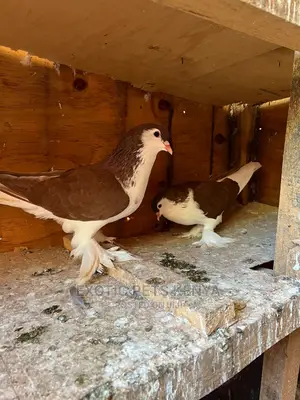 Lahore Pigeons for Sale