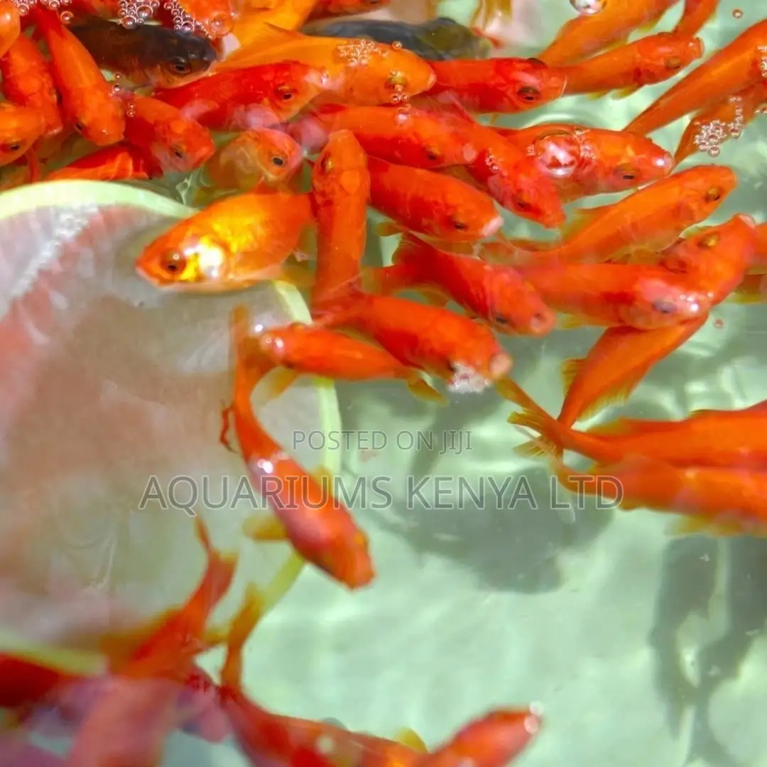 Aquarium Common Goldfish , Quality