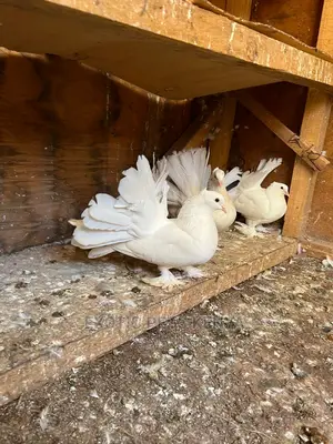 Pure White Indian Fantails
