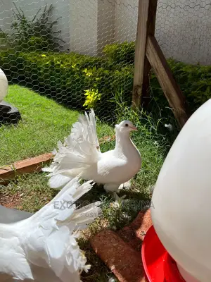 Pure White Indian Fantails