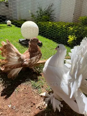Pure White Indian Fantails