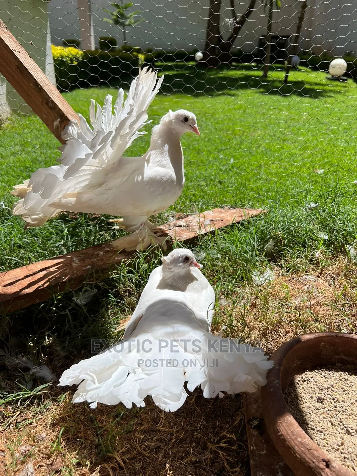 Pure White Indian Fantails