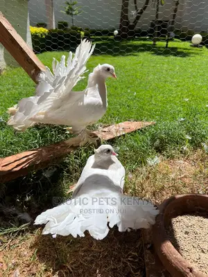Pure White Indian Fantails