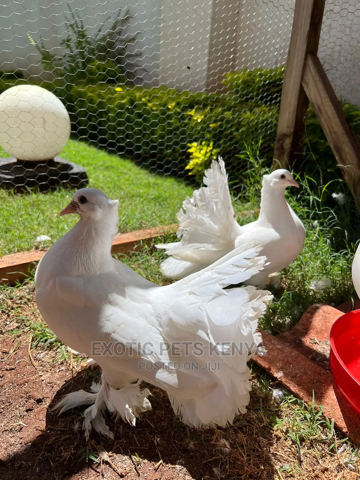 Pure White Indian Fantails