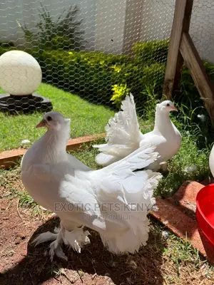 Pure White Indian Fantails
